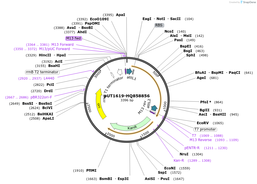 27938-plasmid-map-sequence-id-13212