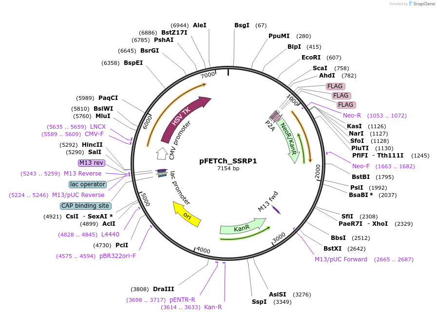 72370-plasmid-map-sequence-id-132120