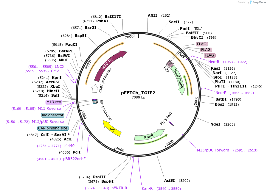 72373-plasmid-map-sequence-id-132123