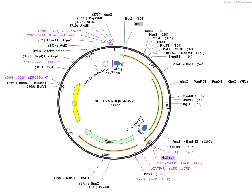 27939-plasmid-map-sequence-id-13213
