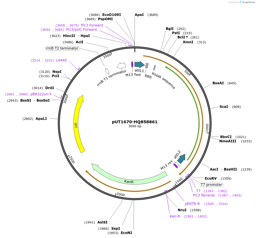 27943-plasmid-map-sequence-id-13217