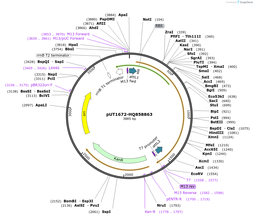 27945-plasmid-map-sequence-id-13219