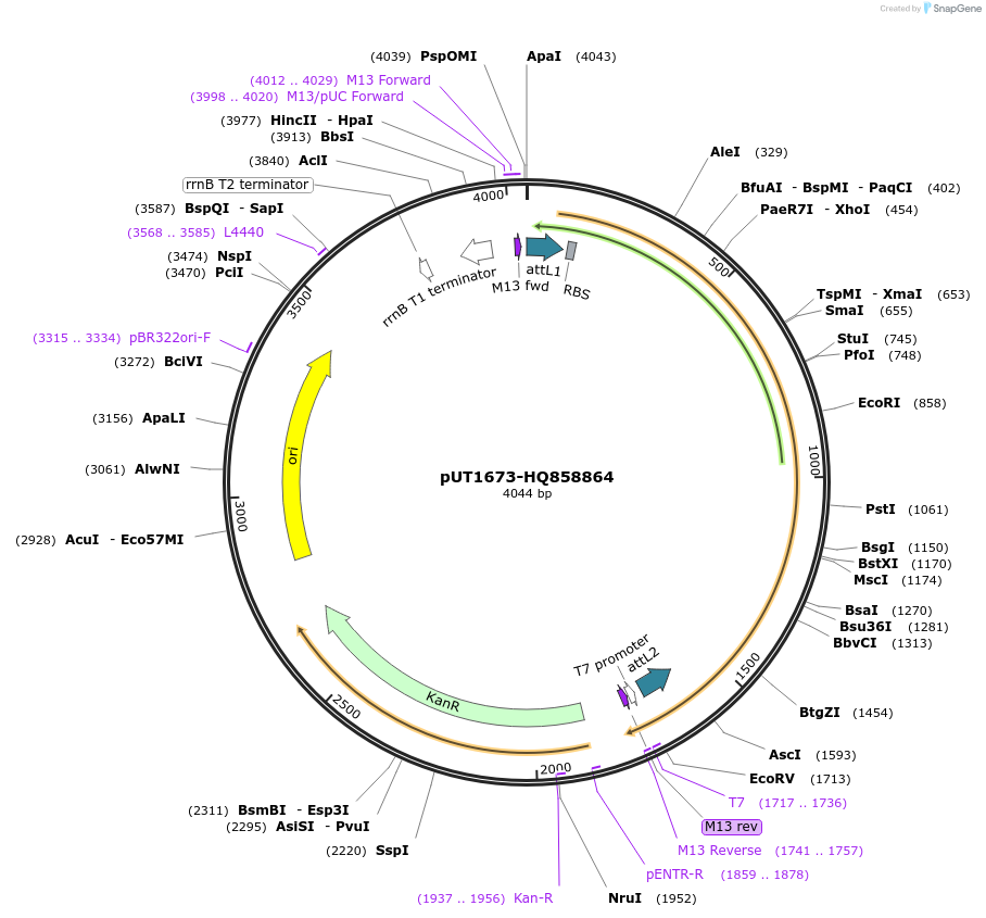 27946-plasmid-map-sequence-id-13220