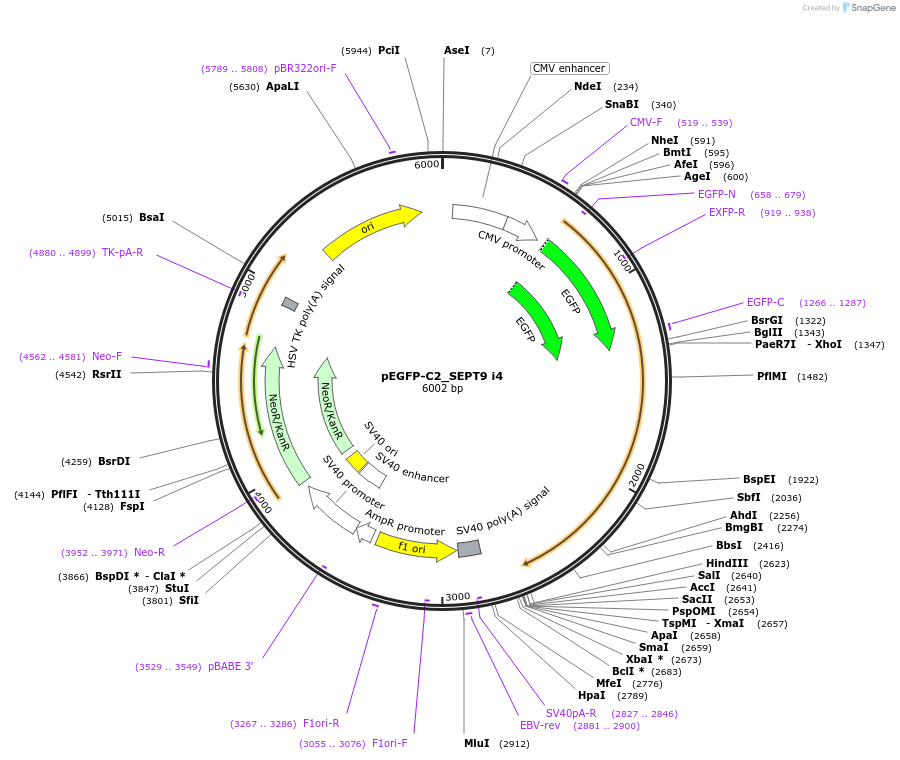 71617-plasmid-map-sequence-id-132207