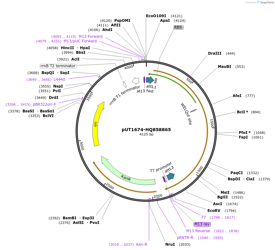27947-plasmid-map-sequence-id-13221