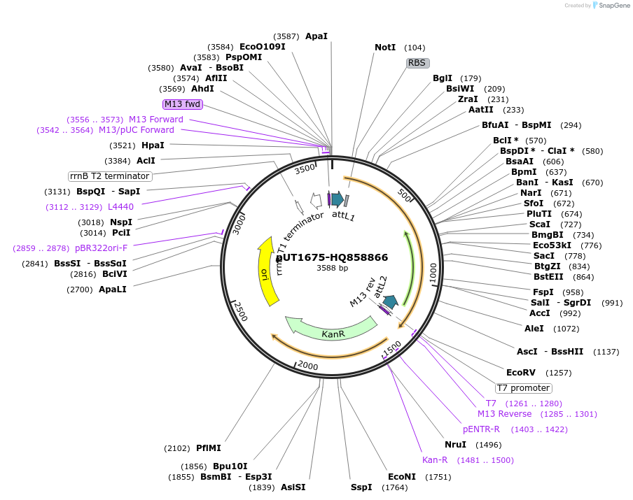 27948-plasmid-map-sequence-id-13222