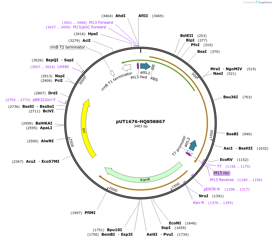 27949-plasmid-map-sequence-id-13223