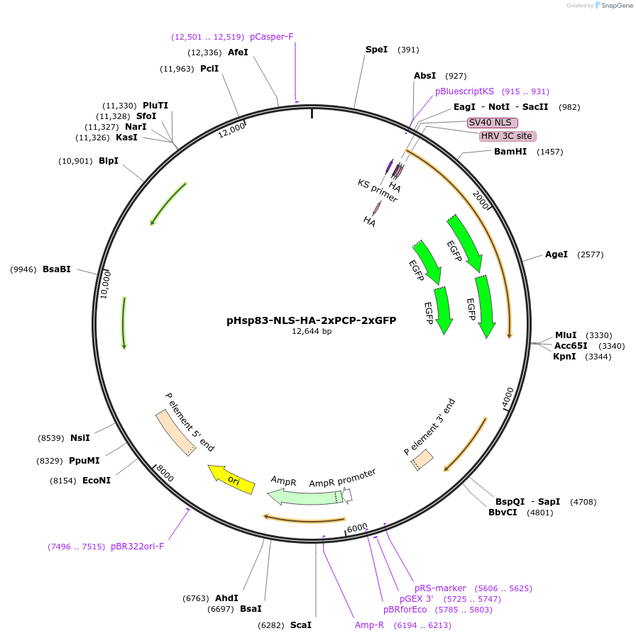 71243-plasmid-map-sequence-id-132231