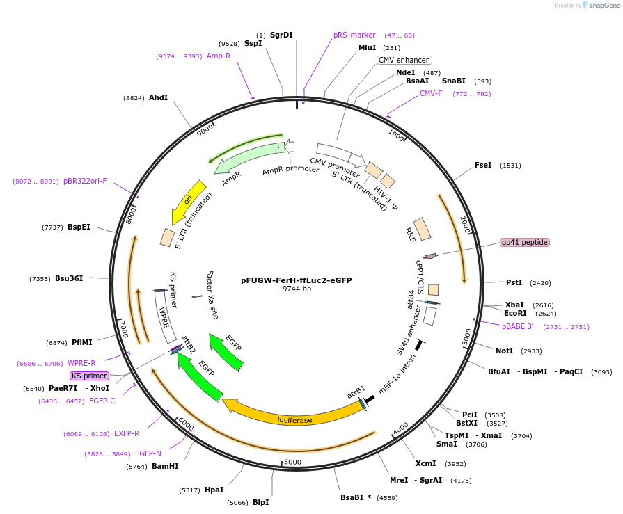 71393-plasmid-map-sequence-id-132232