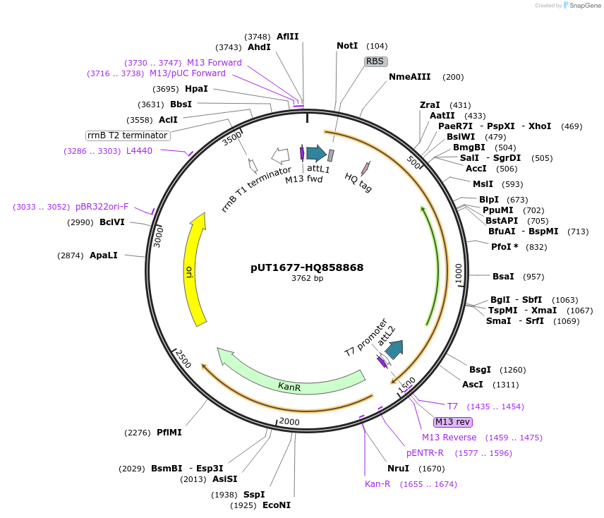 27950-plasmid-map-sequence-id-13224