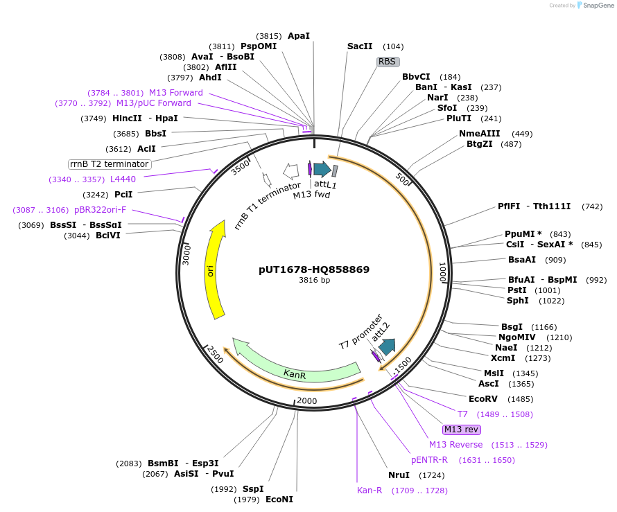 27951-plasmid-map-sequence-id-13225