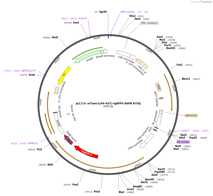 60418-plasmid-map-sequence-id-132257