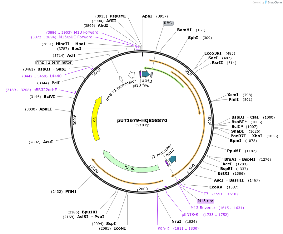 27952-plasmid-map-sequence-id-13226