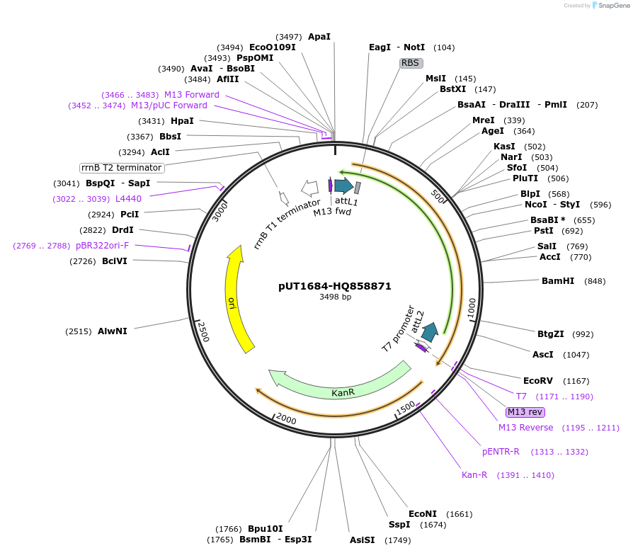27953-plasmid-map-sequence-id-13227
