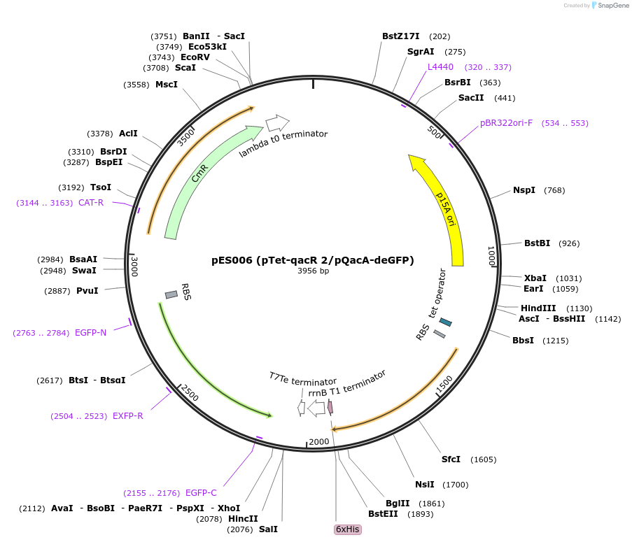 69035-plasmid-map-sequence-id-132283