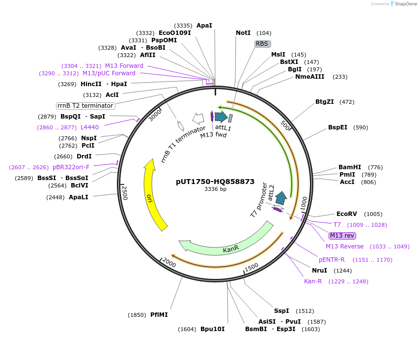 27955-plasmid-map-sequence-id-13229