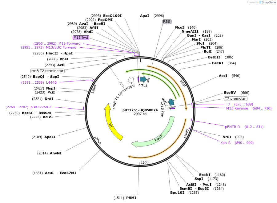 27956-plasmid-map-sequence-id-13230