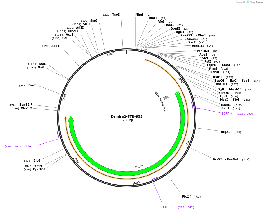 57719-plasmid-map-sequence-id-132308