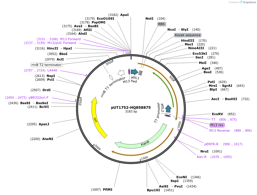27957-plasmid-map-sequence-id-13231