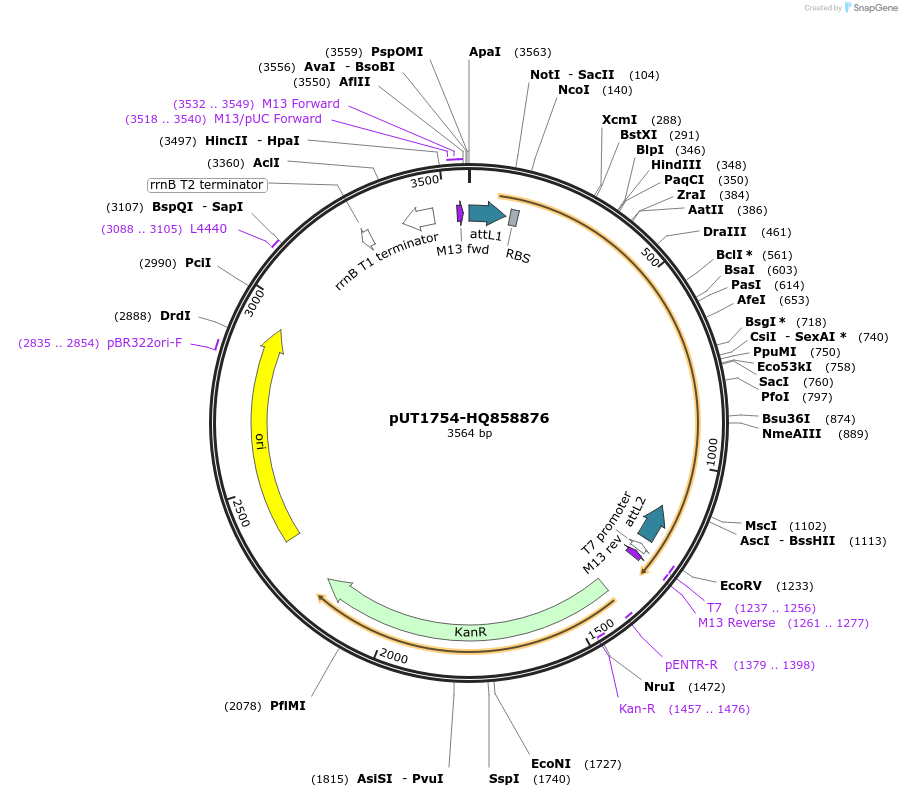 27958-plasmid-map-sequence-id-13232