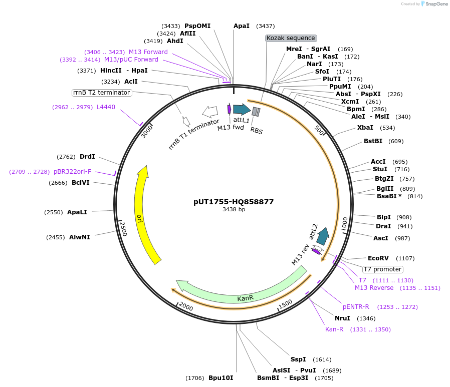 27959-plasmid-map-sequence-id-13233