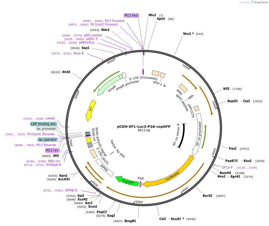 72485-plasmid-map-sequence-id-132335