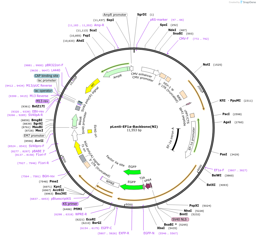 27962-plasmid-map-sequence-id-13236