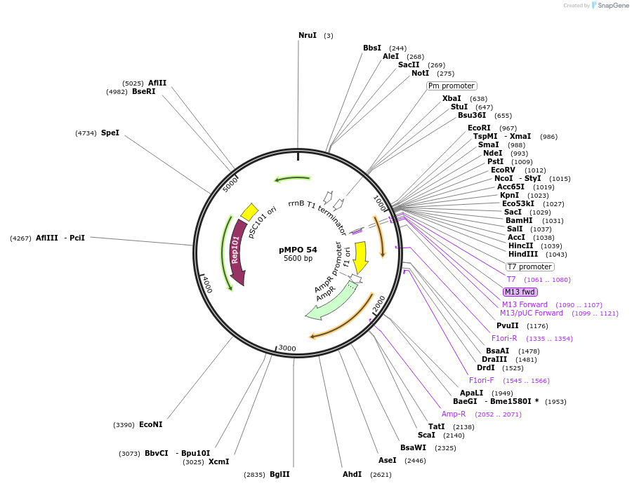 69865-plasmid-map-sequence-id-132371