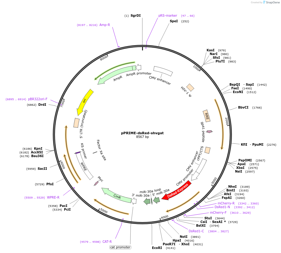 71385-plasmid-map-sequence-id-132437