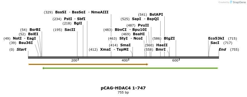132462_map