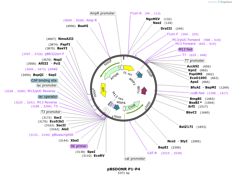 71744-plasmid-map-sequence-id-132519