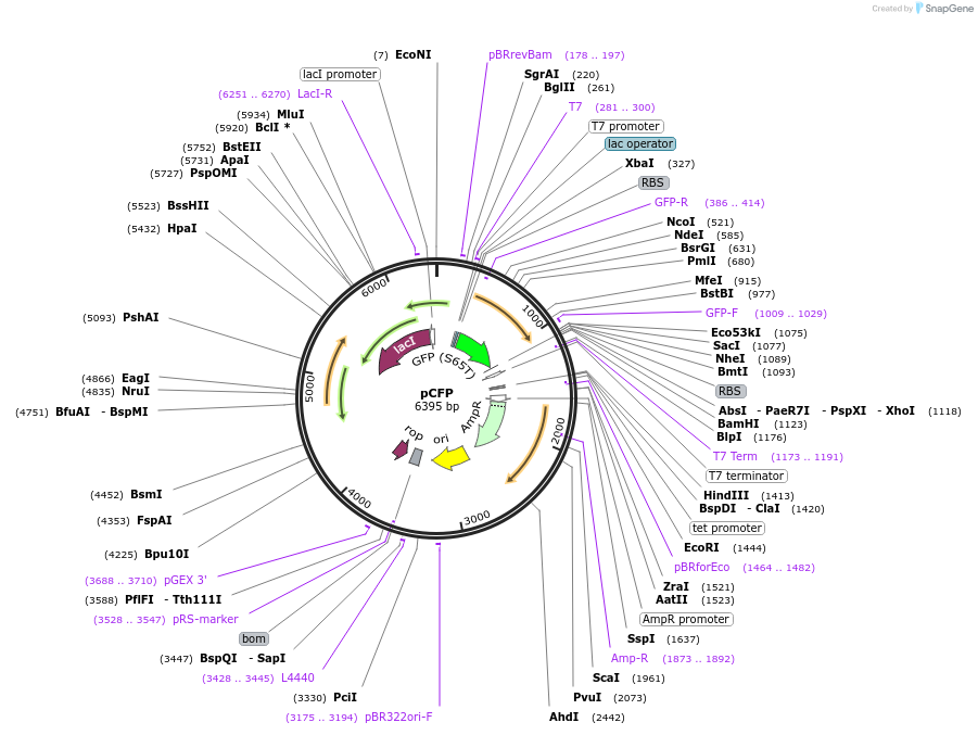 28011-plasmid-map-sequence-id-13252