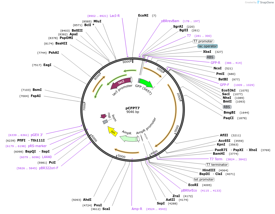 28012-plasmid-map-sequence-id-13253