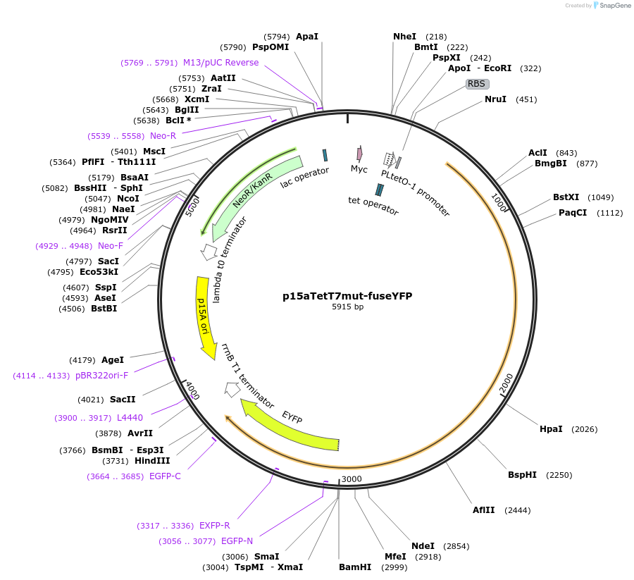 28013-plasmid-map-sequence-id-13254