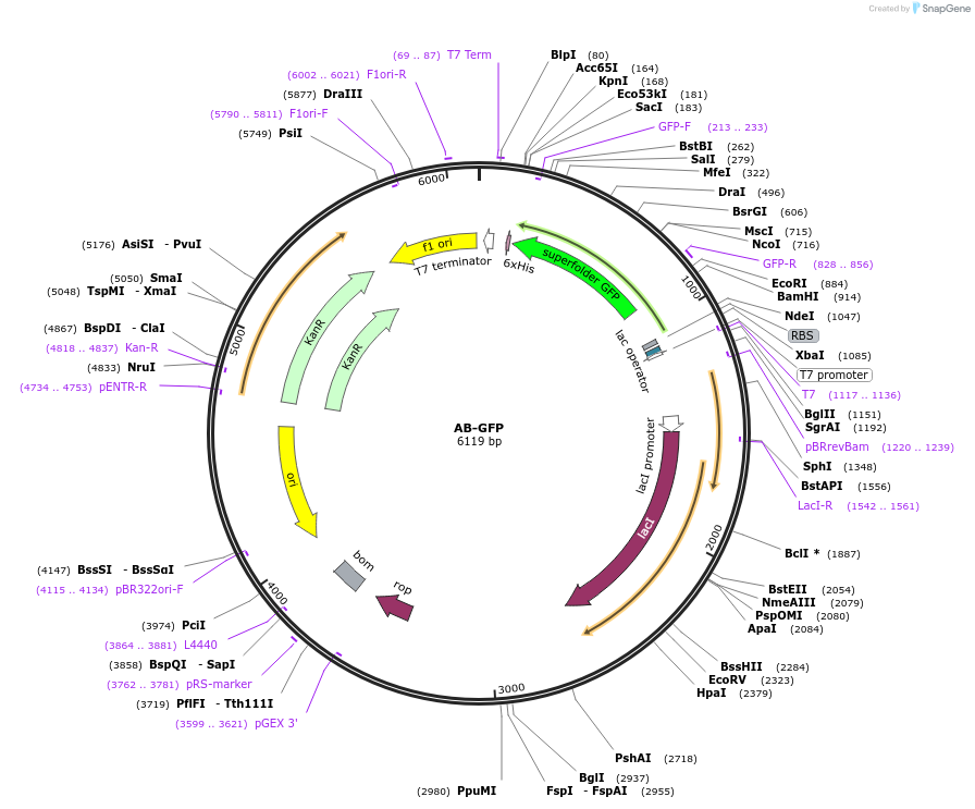 72203-plasmid-map-sequence-id-132560