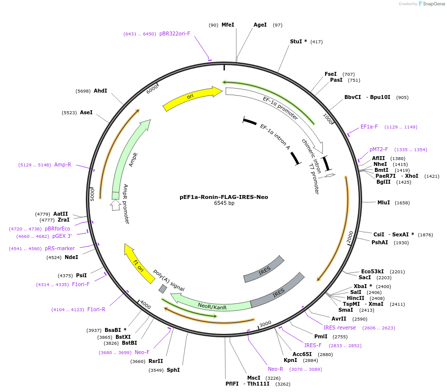 28020-plasmid-map-sequence-id-13260