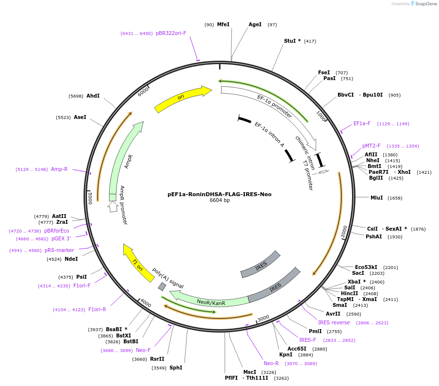 28021-plasmid-map-sequence-id-13261
