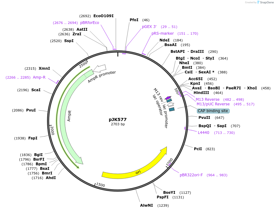 72528-plasmid-map-sequence-id-132616