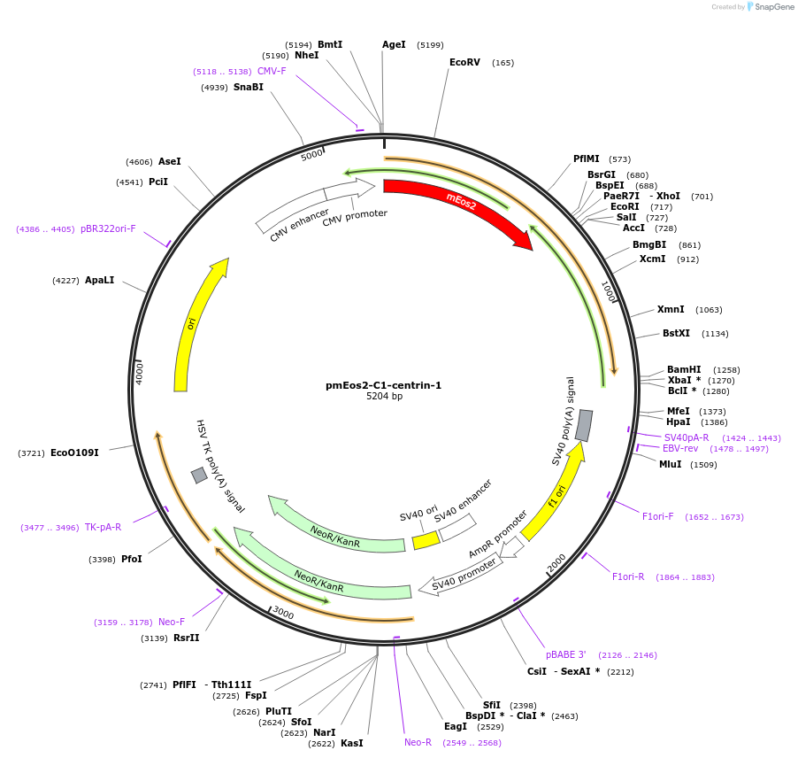 72588-plasmid-map-sequence-id-132625