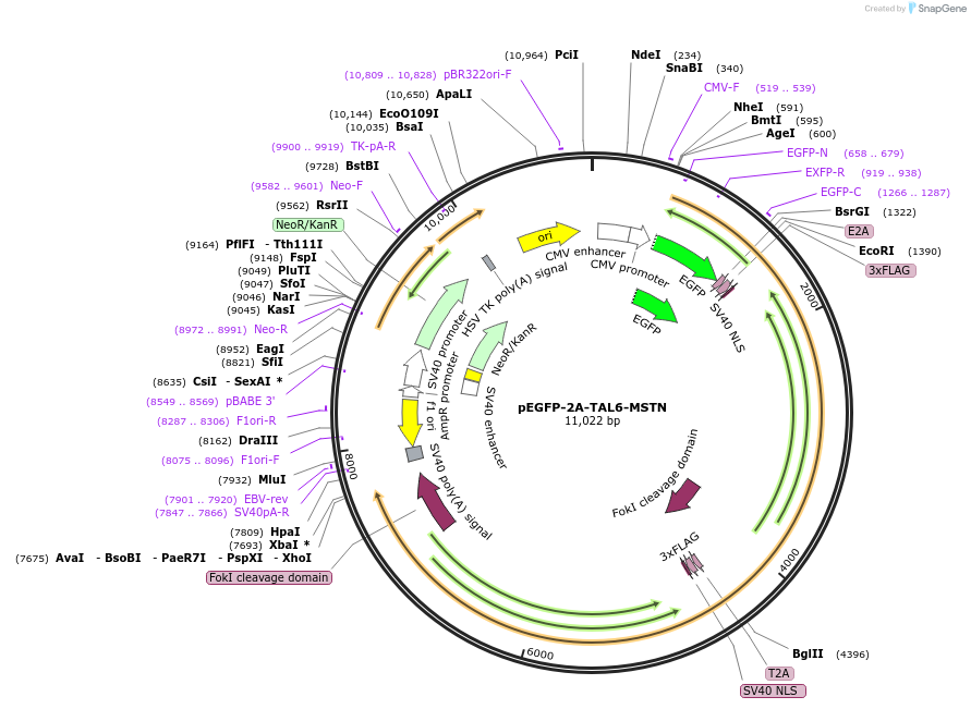 72597-plasmid-map-sequence-id-132637