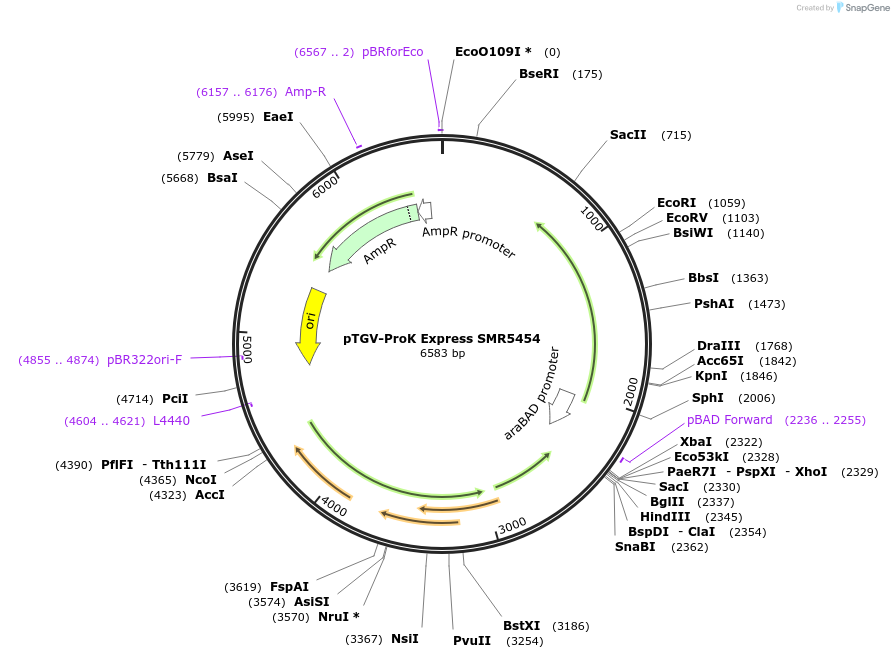 28034-plasmid-map-sequence-id-13264