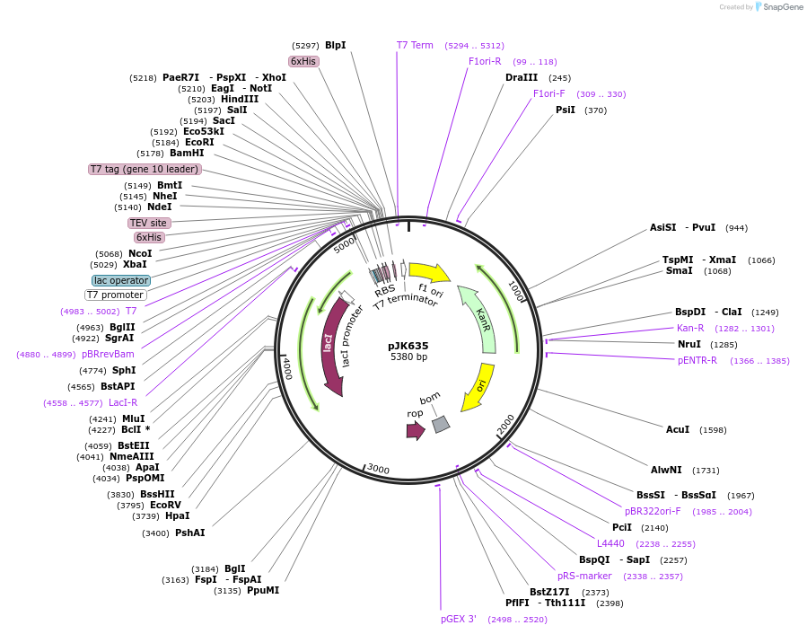72473-plasmid-map-sequence-id-132656