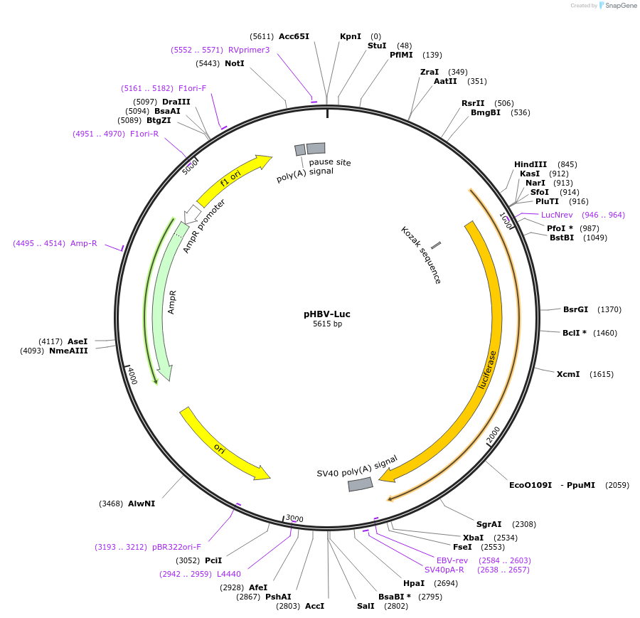 71414-plasmid-map-sequence-id-132686