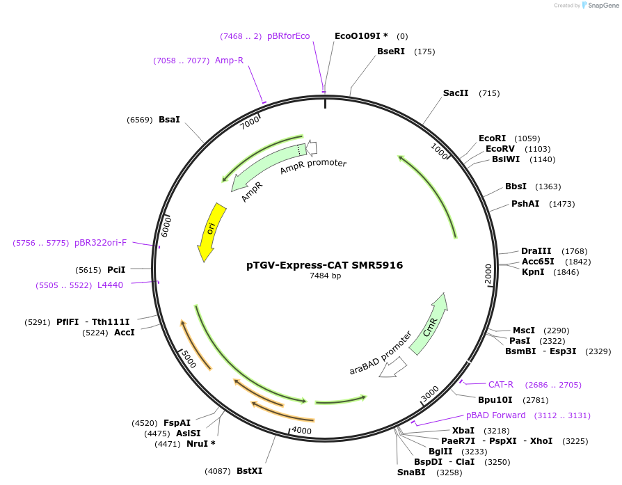28039-plasmid-map-sequence-id-13269
