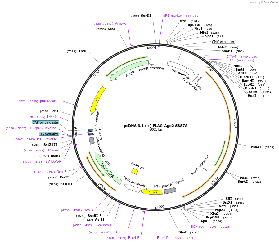 60652-plasmid-map-sequence-id-132699