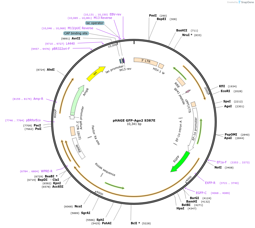 60655-plasmid-map-sequence-id-132701