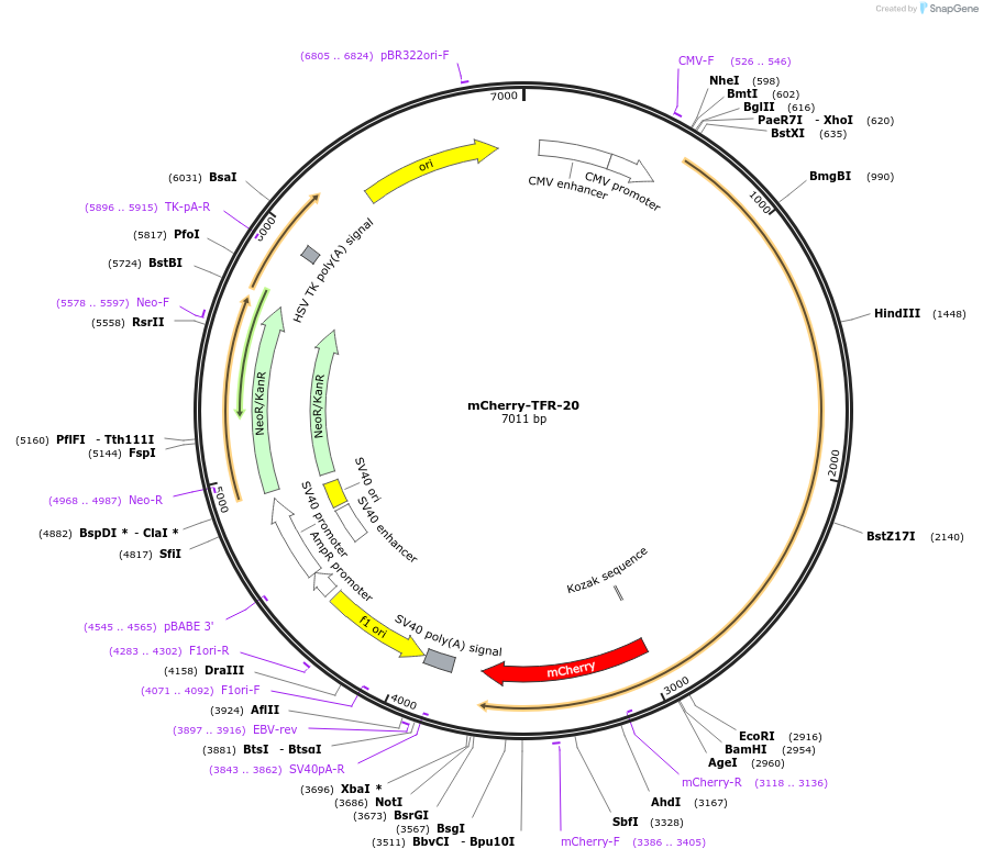 55144-plasmid-map-sequence-id-132722