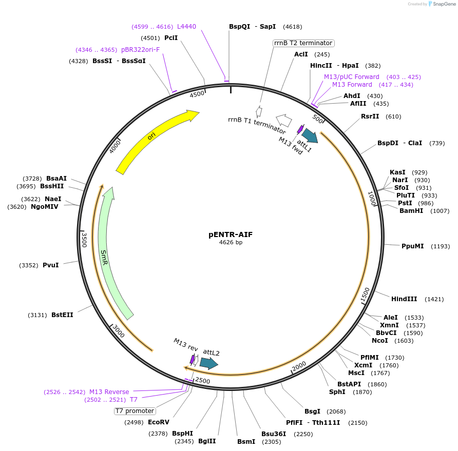 16182-plasmid-map-sequence-id-132726