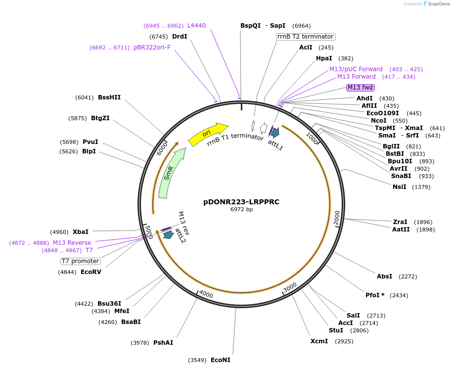 23521-plasmid-map-sequence-id-132728