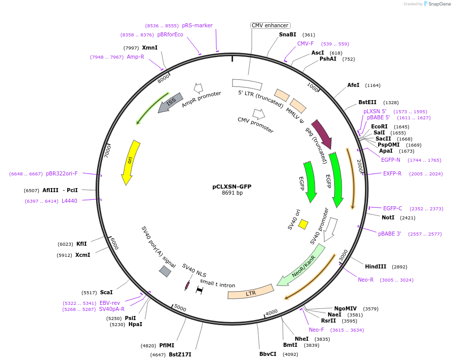 27557-plasmid-map-sequence-id-132733